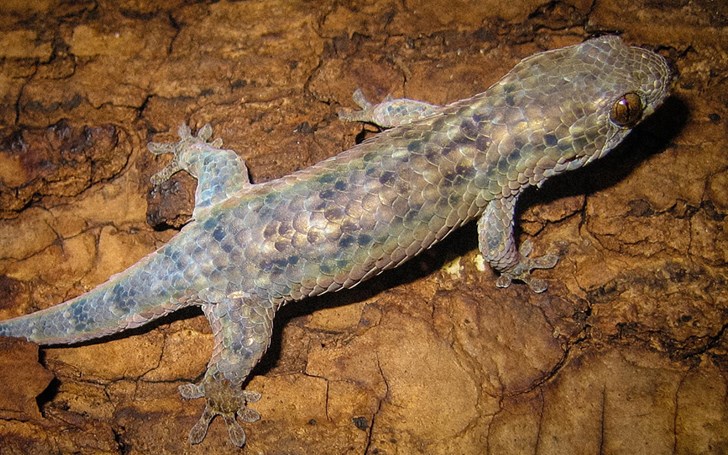 На Мадагаскаре обнаружен новый вид геккона с необычной чешуей