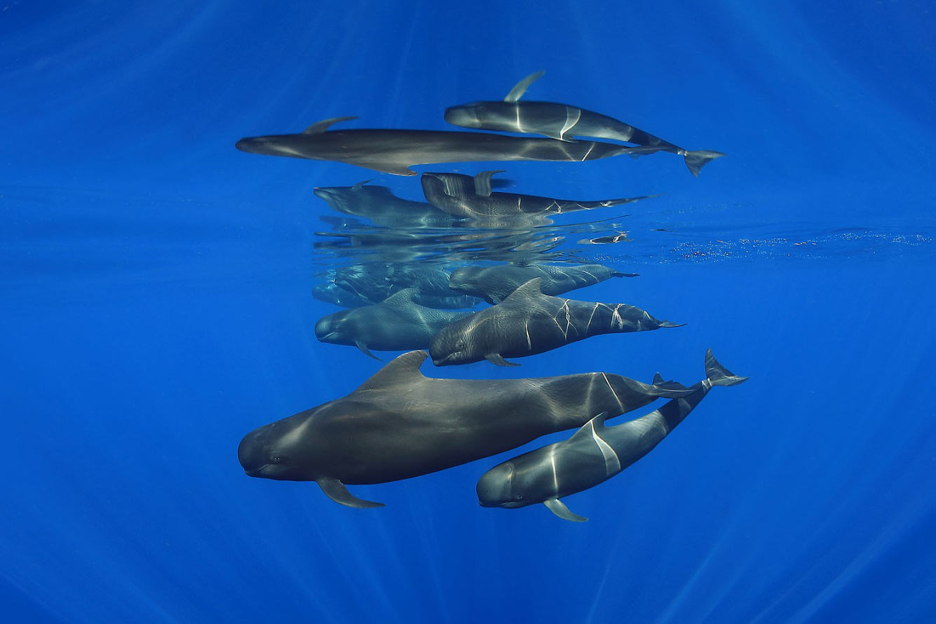Самки китов с детенышами