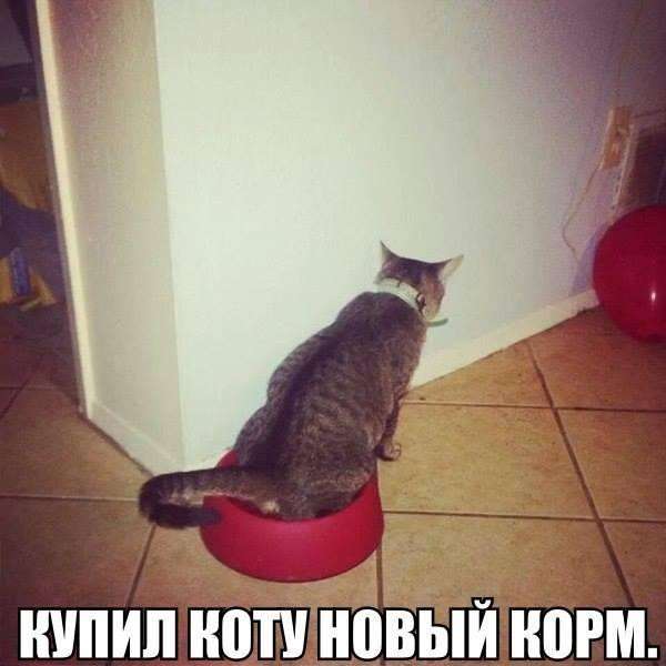 Забавный котопозитив