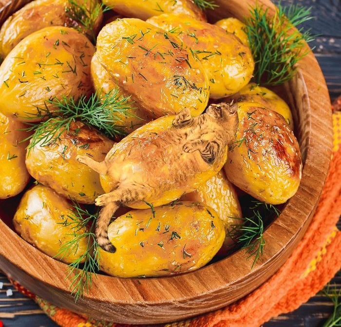 «Коты в еде»: Забавные фотоманипуляций от российской блогерши, покорившие интернет «Коты в еде»: Забавные фотоманипуляций от российской блогерши, покорившие интернет