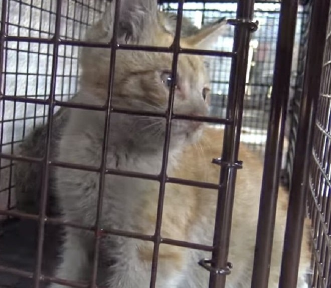 Котенок в клетке