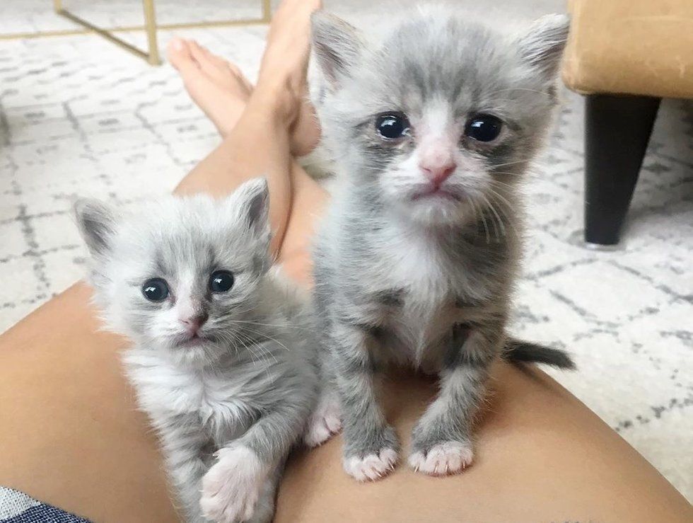 Недоношенные котята, обнявшиеся, чтобы выжить, получили помощь как раз вовремя 