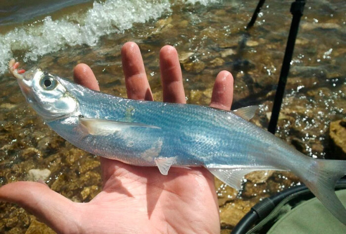  fishingday.org.