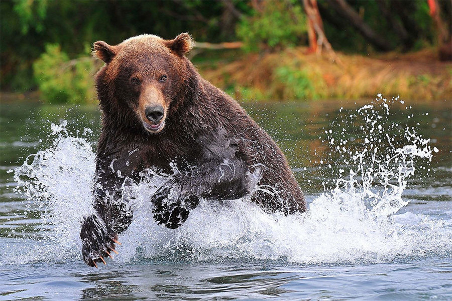 Невероятные фотографии медведей 2