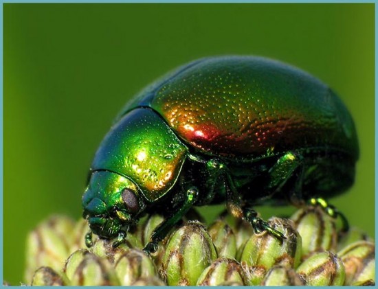 ЛАВАНДА В САДУ: ВЫРАЩИВАНИЕ И УХОД В ОТКРЫТОМ ГРУНТЕ инструмент,ландшафтный дизайн,огород,полезные советы,растения,сад