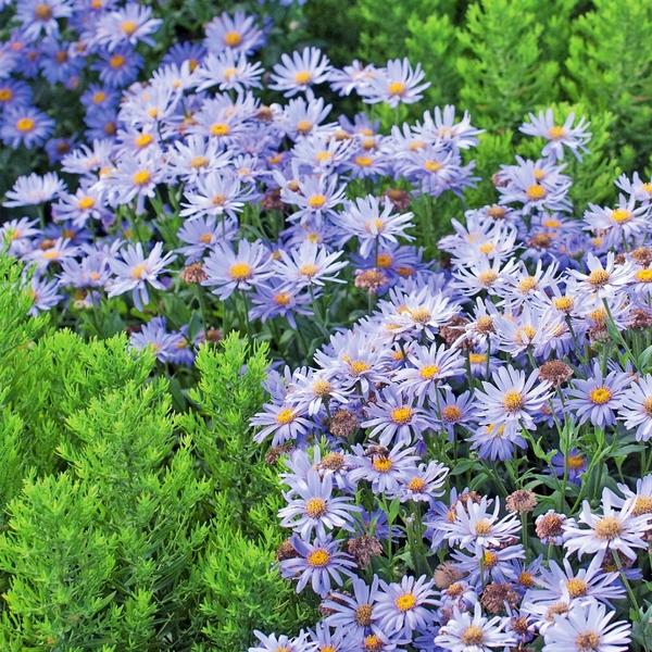 Растения с фиолетовыми цветками &amp;amp;mdash; очень красивое успокоительное лекарство!