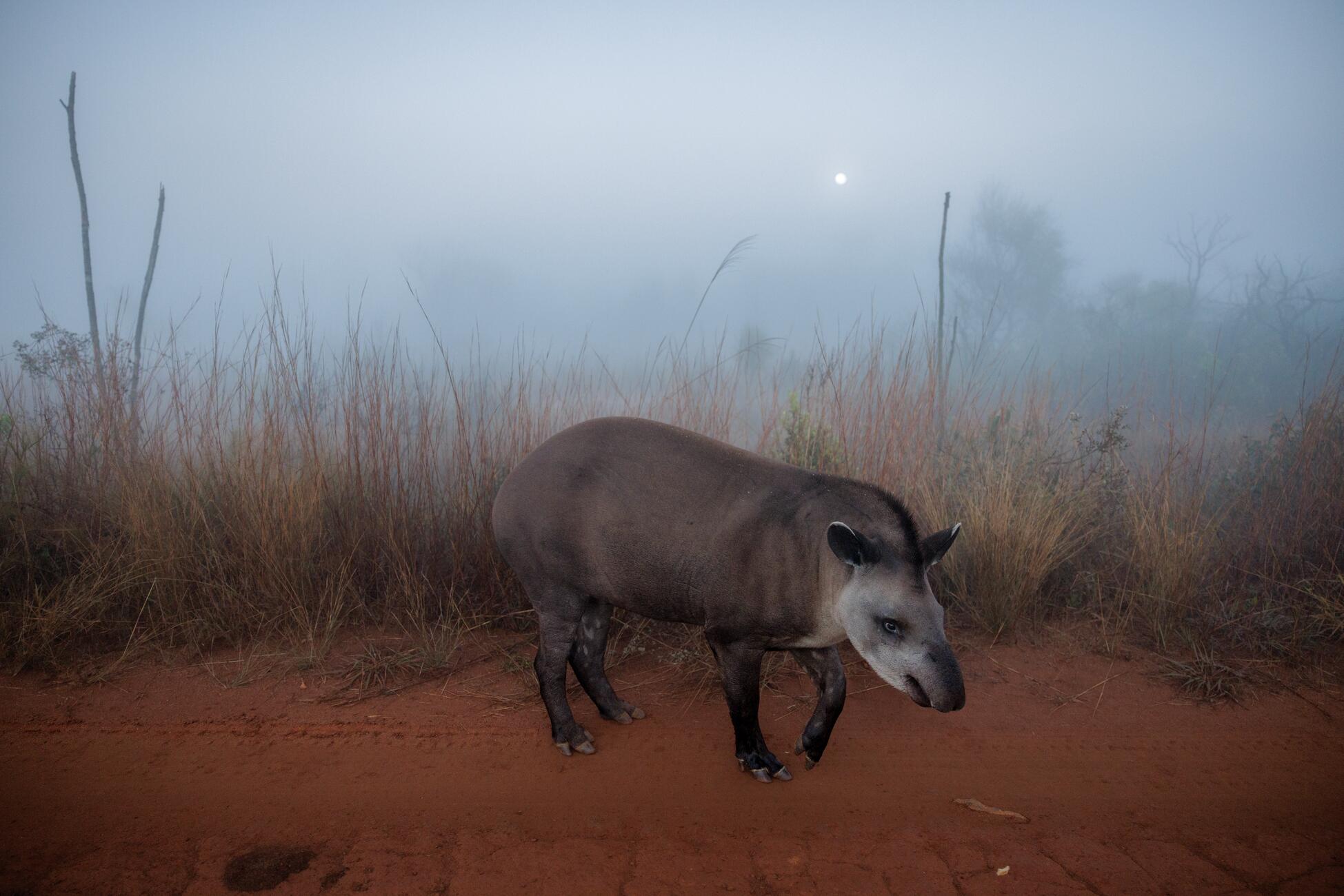 Изображение животного тапира с коротким коричнево-серым мехом и длинным округлым носом, идущего по грунтовой тропинке в засушливом лугу