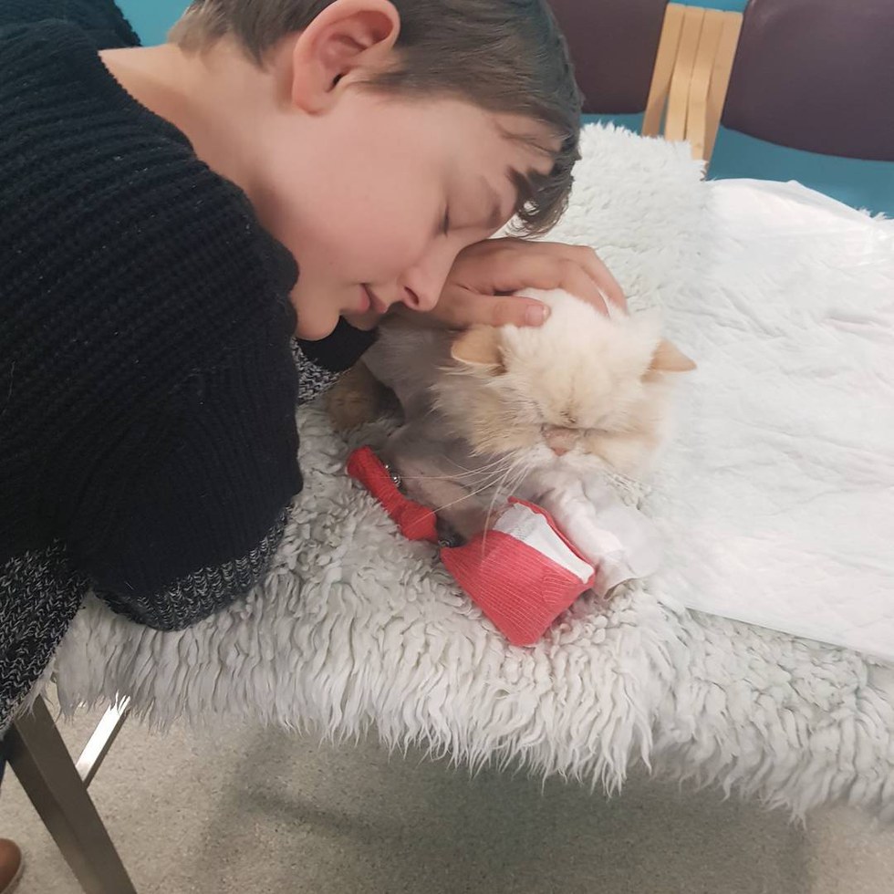 Кот, видя, что его мальчику плохо, собрал все свои силы и подполз к своему хозяину... Кот, видя, что его мальчику плохо, собрал все свои силы и подполз к своему хозяину...