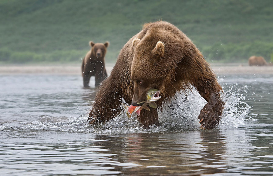 Невероятные фотографии медведей 25