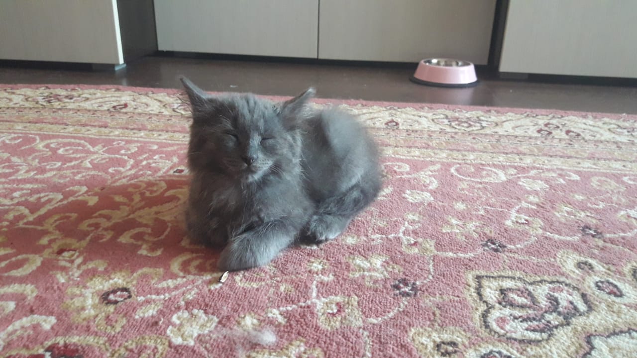 Марсик, которому повезло Марсик, которому повезло
