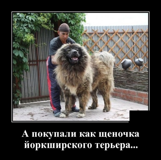 Зачетные и свежие демотиваторы со смыслом Зачетные и свежие демотиваторы со смыслом демотиваторы свежие,приколы,смешные демотиваторы,юмор