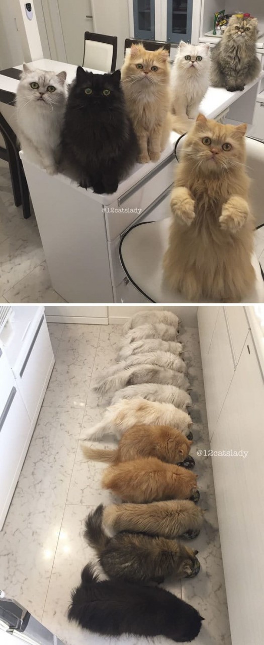 living-with-multiple-pets-47-59b92ca9ac583__605
