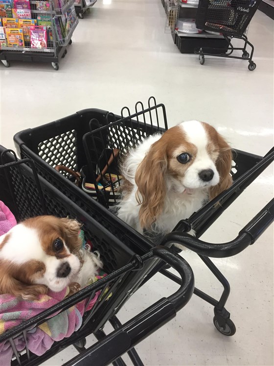 dog-doppelgangers-today-inline-001-180309_951dc2c70e815c613faab53835fa7dd9.fit-560w