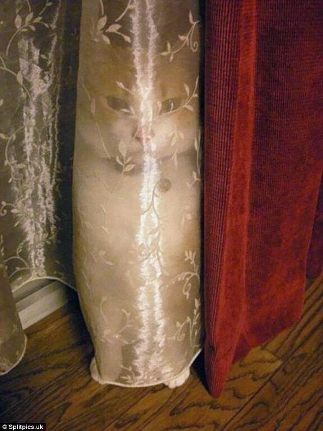 5. Игра в прятки домашние животные, коты, кошки, маскировка, маскируется, прятки, смешные кошки