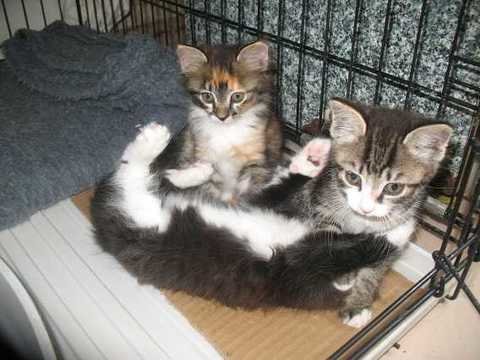 В приюте жизнь не сахар. Муркин блог не всё так грустно