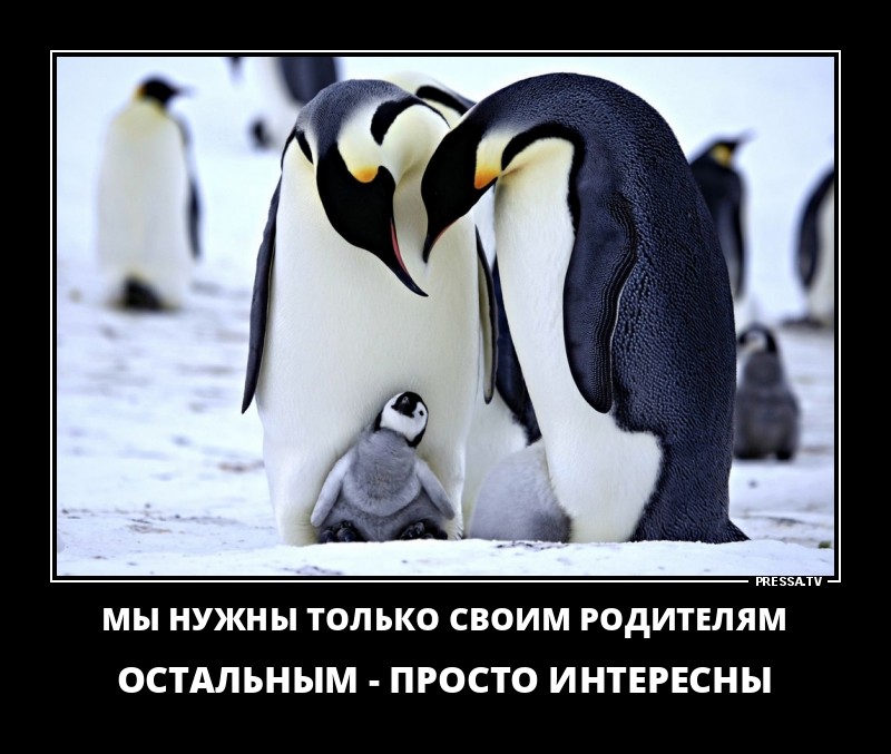 Остальное просто. Penguins: Spy in the Huddle. Мы нужны только своим родителям. Моногамия. Нужны мы только родителям остальным просто интересны.