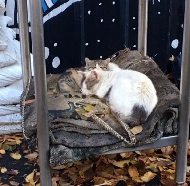 Кошка с котятами 