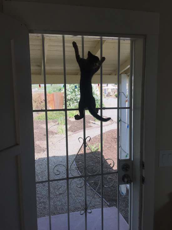 Cat-on-Door-Nigeltown-Imgur