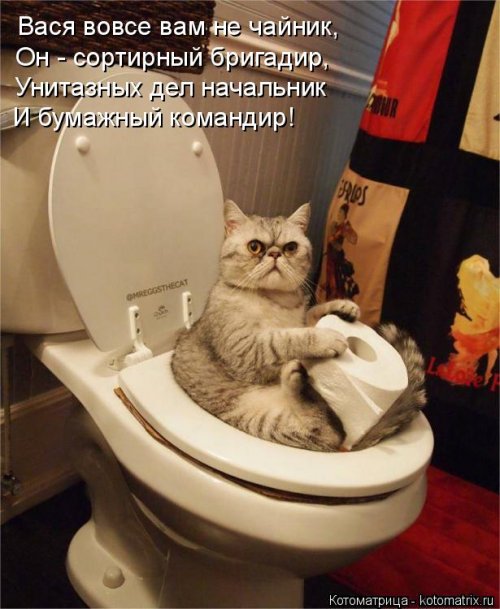 Лучшая котоматрица недели (16 фото)