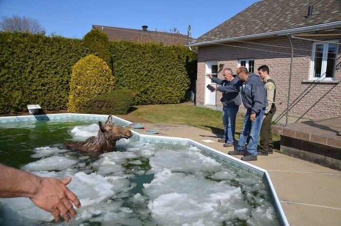 Такое бывает только в Канаде! заграница,путешествие,страны,туризм