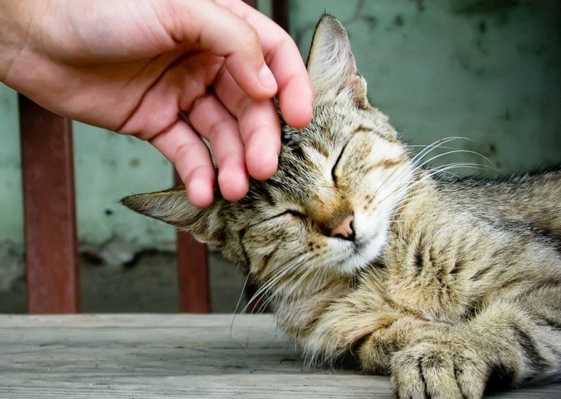Животные, которые могут нас спасти: как собаки и кошки лечат болезни домашние животные, кошки, лечение, помощь, собаки, терапия