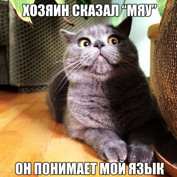 Забавный котопозитив