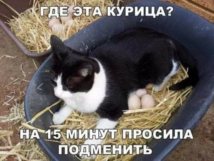 Официант с подносом подходит к клиенту ресторана:  - Кофе? Чай?... Весёлые,прикольные и забавные фотки и картинки,А так же анекдоты и приятное общение