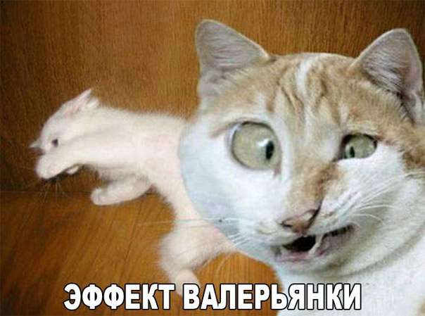 Забавный котопозитив