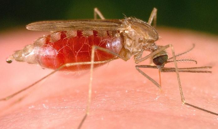 Насекомое комар: срок жизни, условия и место обитания