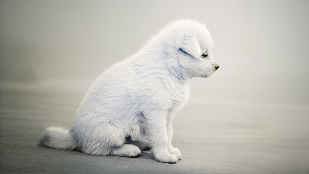 Усыновите меня, пожалуйста