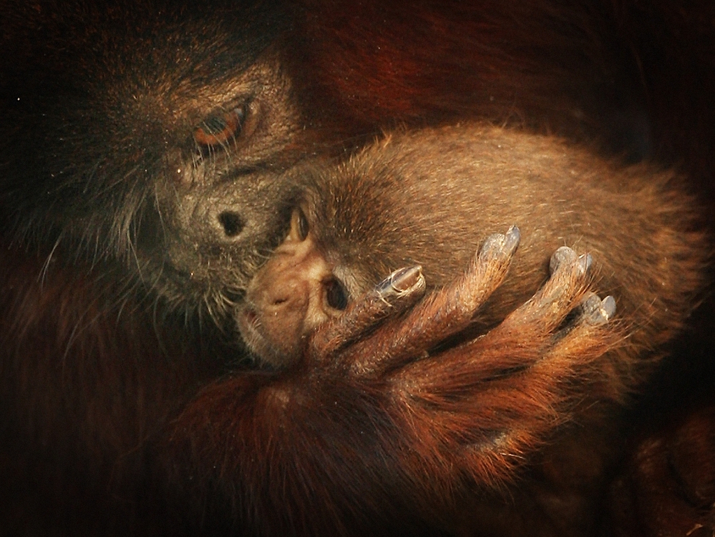 Детёныши и их мамы Детёныши и их мамы животные,интересное,позитив