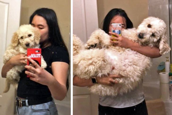 Любителям собакенов: большие собаки созданы для людей с огромным сердцем 