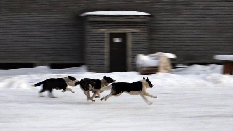 Стая бездомных собак насмерть загрызла дворовых псов в Нижнем Новгороде