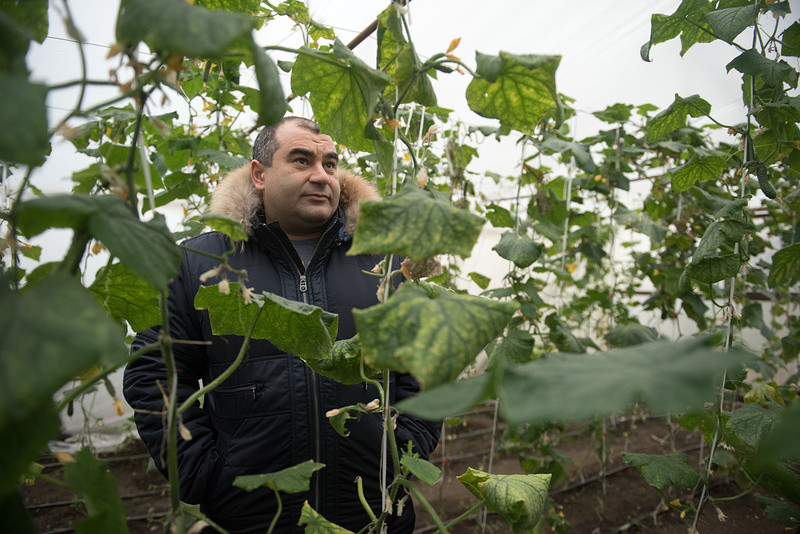 Как в Кабардино-Балкарии выращивают огурцы и помидоры
