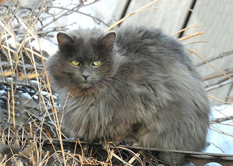 Кошландия — огромная семья сибирских кошек, живущая в Барнауле барнаул, домашний питомец, животные, кошка, семья, сибирь