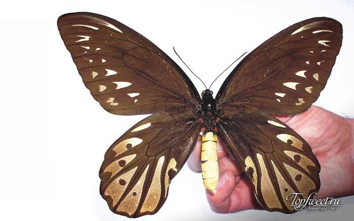 Бабочка птицекрылка королевы Александры. Самое большое насекомое в мире