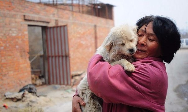 Китаянка спасла сотню собак от съедения на фестивале добрые люди, животные, собаки, факты