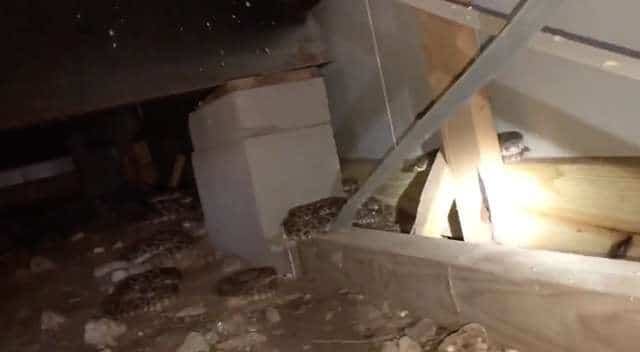 змеи в доме большие змеи