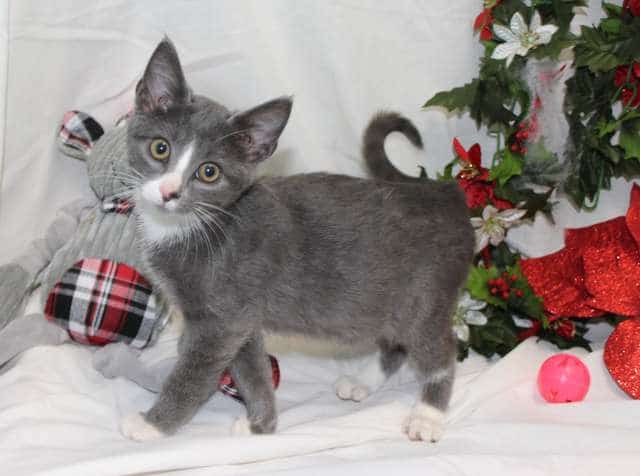 Четыре котёнка уже не подавали признаков жизни, лёжа в снегу! Четыре котёнка уже не подавали признаков жизни, лёжа в снегу! истории из жизни