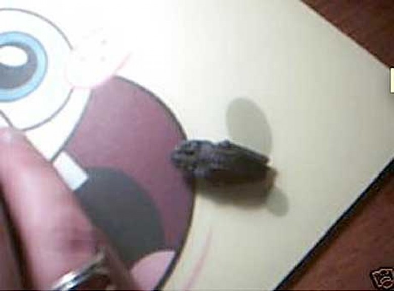 15. Окаменевшая мертвая лягушка ebay, вещи, прикол, товары