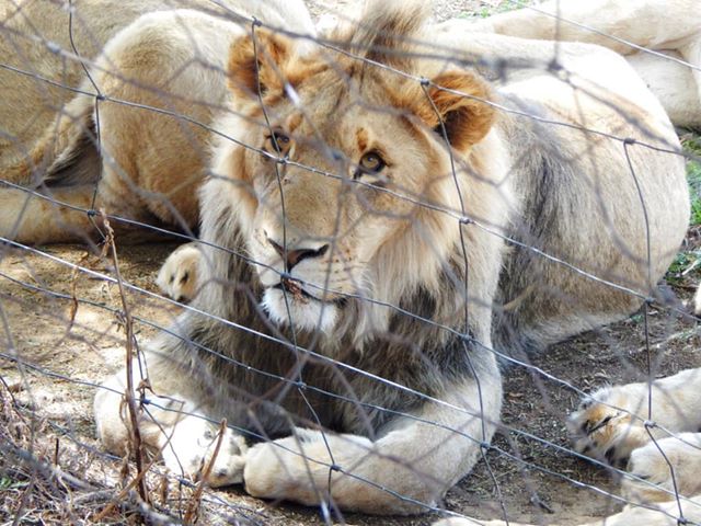 В заброшенном питомнике ЮАР нашли 108 львов