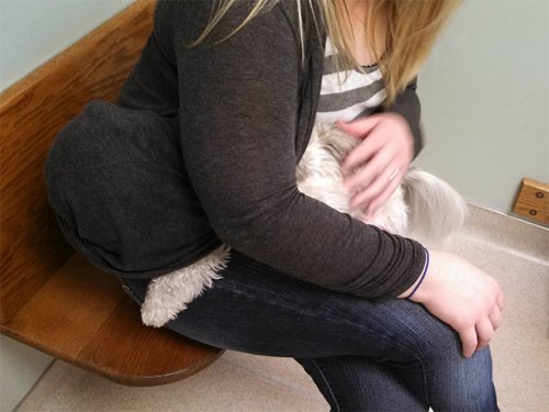 20 драматических фотографий с собаками, которых привезли к ветеринару