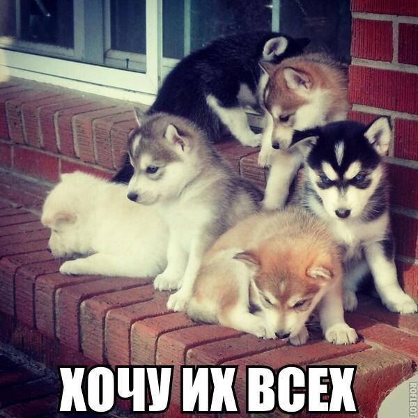 Прикольные картинки и веселые фото с надписями Прикольные картинки и веселые фото с надписями