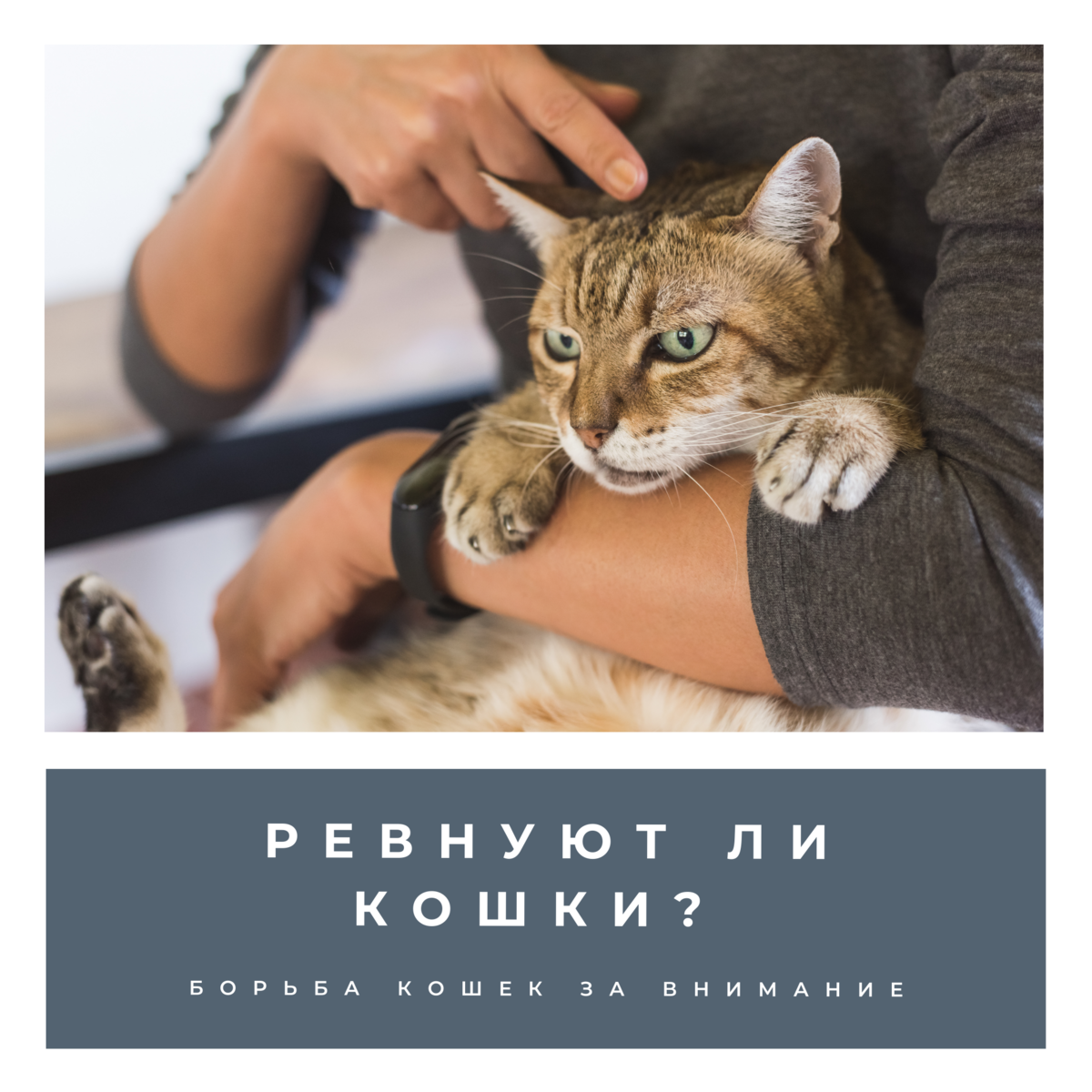 Борьба кошек за внимание. Ревнуют ли кошки?