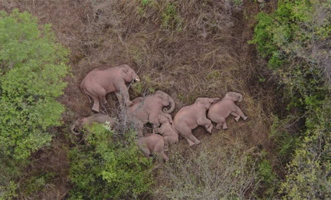 Стадо слонов уже год движется на север и не останавливается. Ученые пытаются понять их цель Стадо слонов уже год движется на север и не останавливается. Ученые пытаются понять их цель Культура