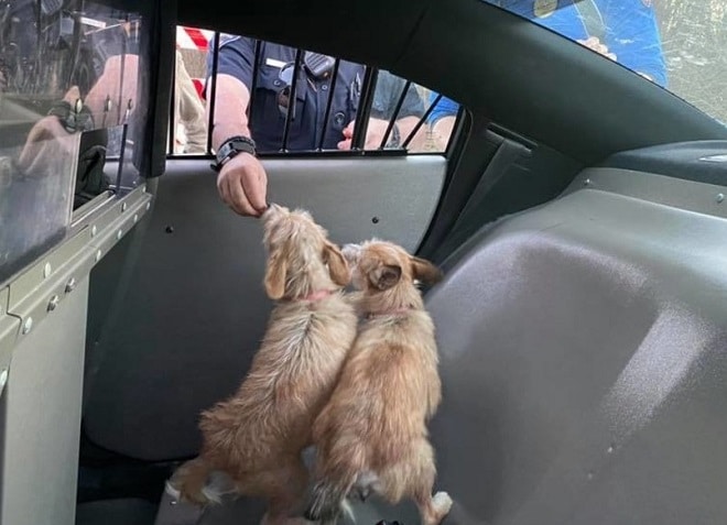 Собак подкармливают