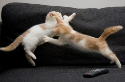 23 наглядных фотодоказательства того, что кошки ведут себя, как люди 23 наглядных фотодоказательства того, что кошки ведут себя, как люди