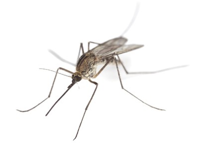 Живая природа: безобидные самцы комара и их «кровавые» подруги