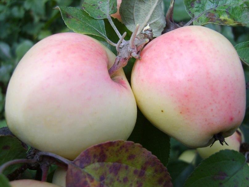 Самые сладкие сорта яблок дача,сад и огород,садоводство