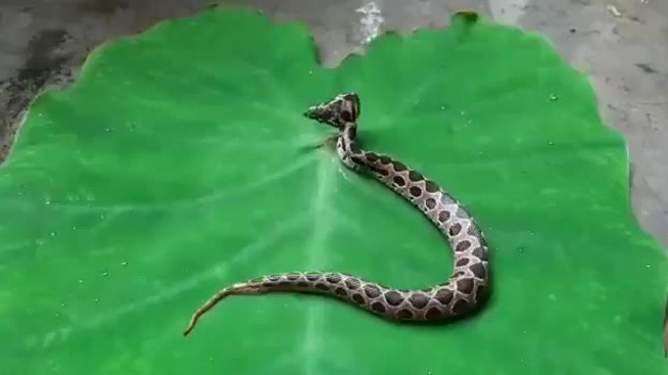 Мужчина снял на видео экстремально ядовитую двухголовую змею